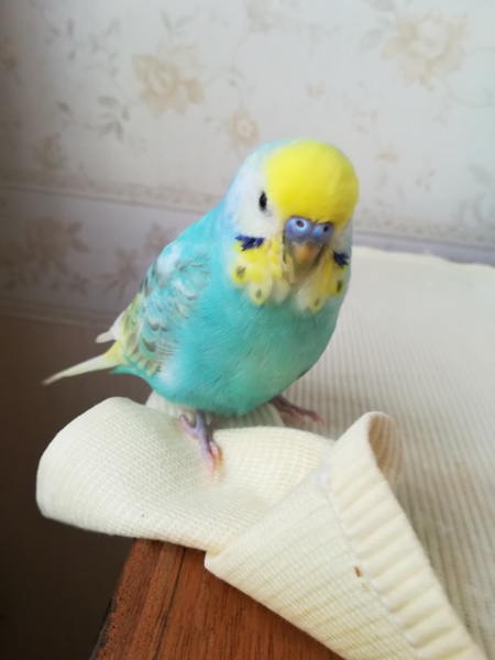 スノーマン(snowman)宮舘涼太はレインボーローズくんという鳥を飼っている？種類やエピソードを調査！